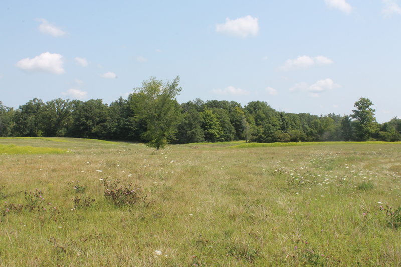 Cover at Ruffwood Game Farm