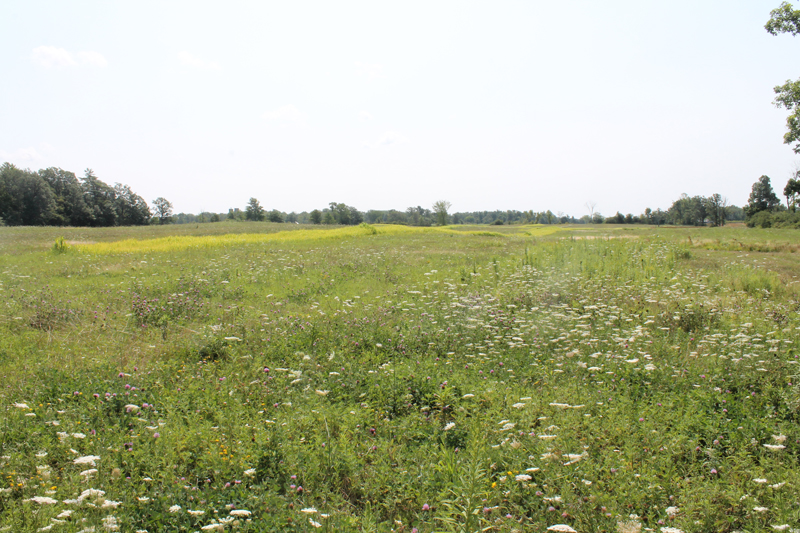 Cover at Ruffwood Game Farm