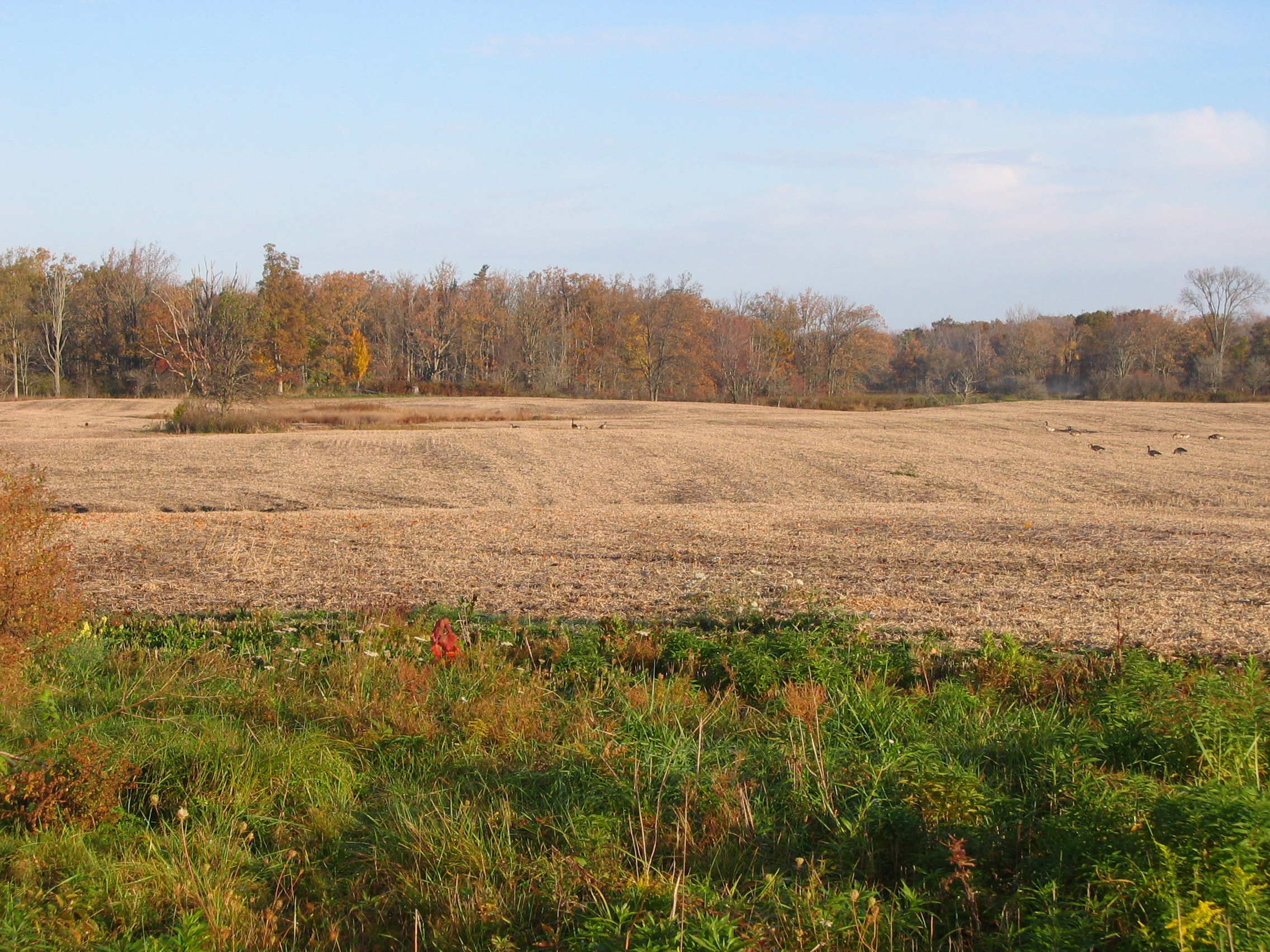 Gently rolling fields at Ruffwood Game Farm