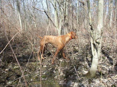 Vizsla, Ricki at Ruffwood Game Farm