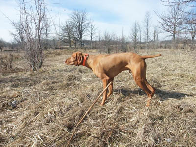 Vizsla, Ricki at Ruffwood Game Farm