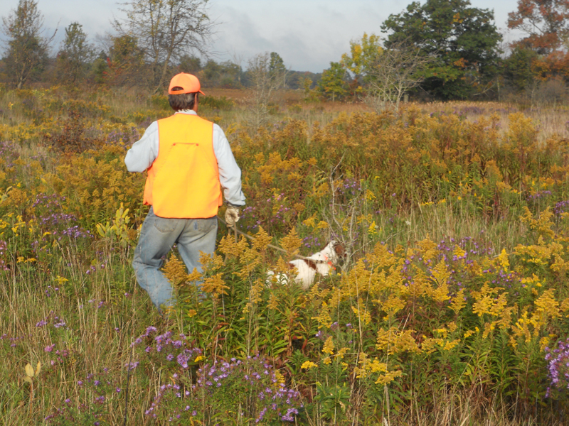 Mike Wilshire training Chester, Ruffwood Brittany 