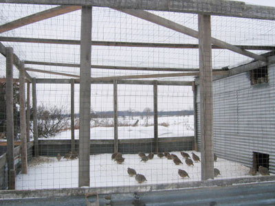 Chukar Partridge at Ruffwood Game Farm