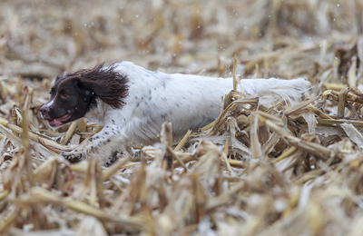 English Springer Spaniel gun dog training