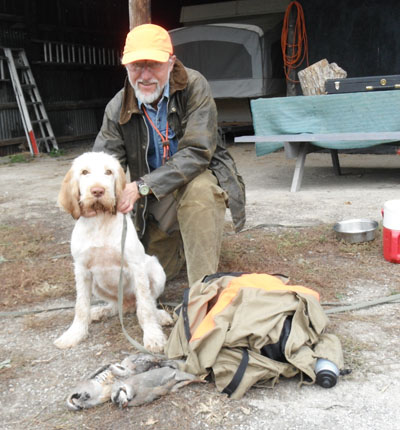 Eli, 4 month Spinone after first hunt