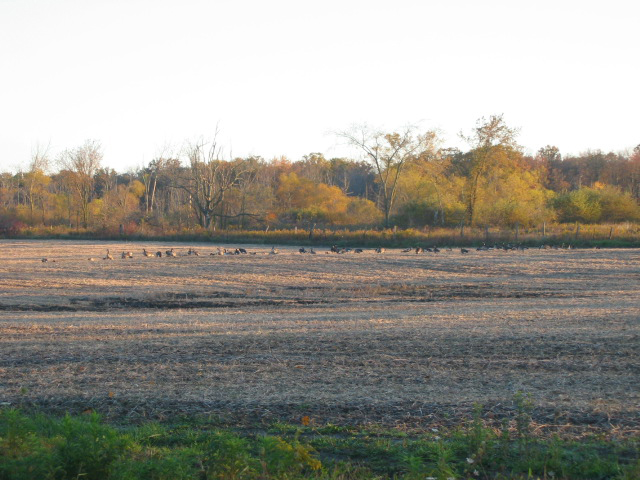 geese in fields at Ruffwood Game Farm
