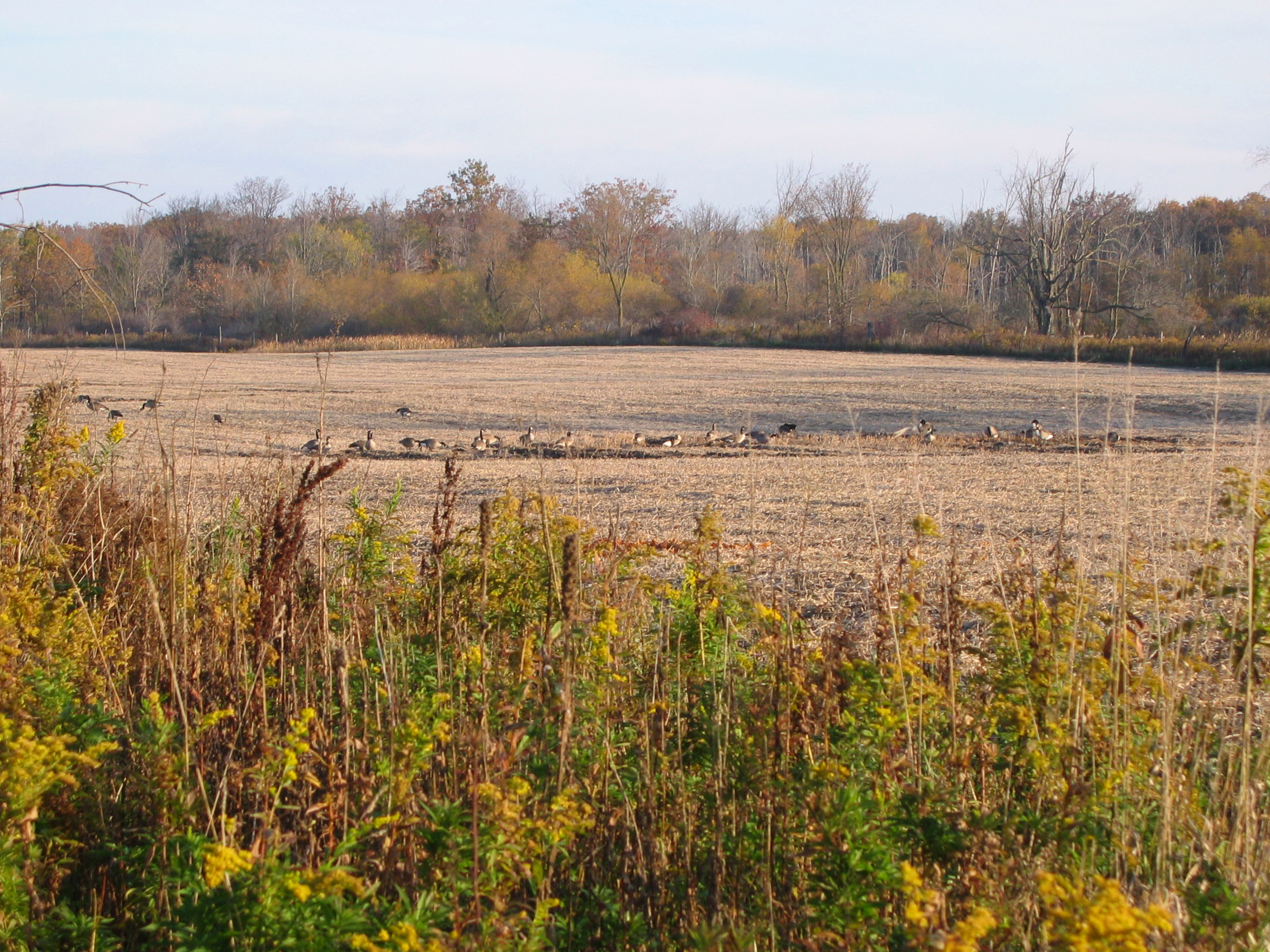 geese in fields at Ruffwood Game Farm