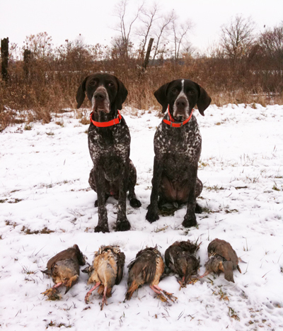 Hosking GSPs, Emma and Colby after a chukar hunt at Ruffwood Game Farm