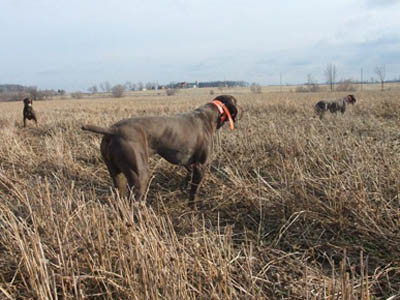 Great dog work at Ruffwood Game Farm