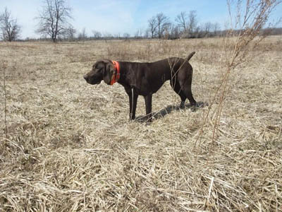Abby, German Shortaired Pointer at Ruffwood Game Farm