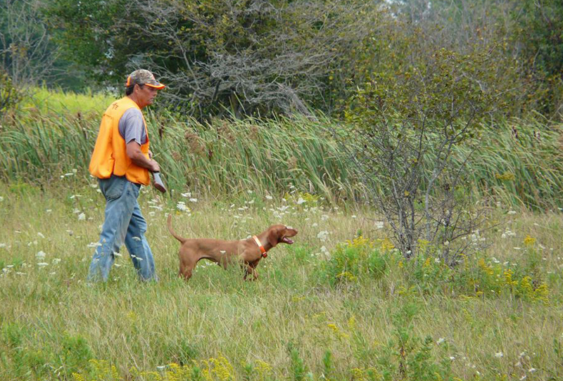 Mike Wilshire training Vizsla Sage